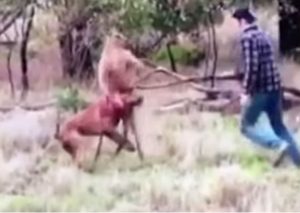 YouTube: Canguro atacaba a un perro y un hombre lo defendió así