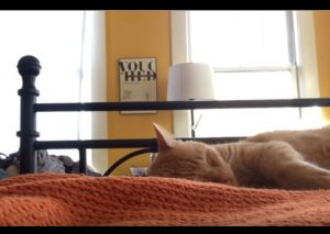 YouTube: ¿Qué harías si tu gato te despierta en la madrugada? Así reaccionó su amo