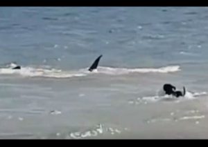 YouTube: Perro jugaba con tiburones y esto pasó