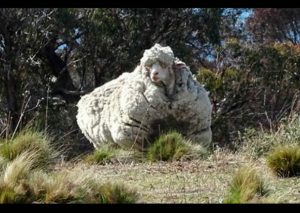 Una oveja se escapó de rebaño y 5 años después la encontraron así