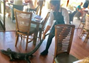 Facebook: Apareció lagarto en un restaurante y la mesera actuó de esta manera – VIDEO