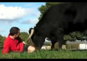 YouTube: Mira lo que hace el toro al estar este hombre cerca