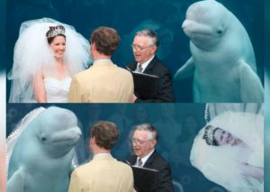 Ballena Beluga aparece en plena boda de estos jóvenes