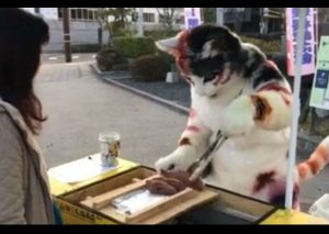 Facebook:  Mira el ‘gato’ que tiene habilidades culinarias – VIDEO