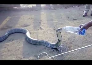 YouTube:  Le querían dar agua a enorme cobra e hizo …