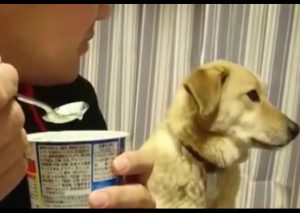 Viral: Perro tenía hambre e hizo este gesto – VIDEO