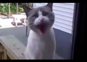 Facebook: Mira como este gato habla en español  – VIDEO