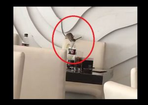 Viral: Gigante roedor sorprende a comensales en restaurante lujoso – VIDEO