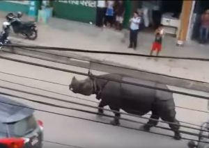 YouTube: Rinoceronte se descontrola  y ‘corretea’ a todos