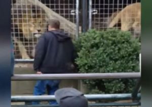 YouTube: Hombre ebrio molestó a león y este fue el desenlace