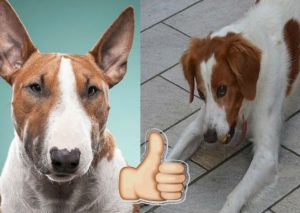 Viral: ¿Tu perro podrá reconocer  a personas mentirosas? Así es