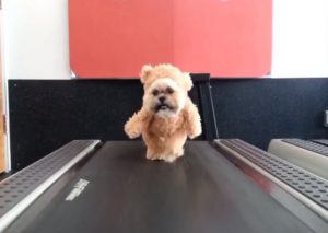 YouTube: Perro vestido de oso hace ejercicio en una trotadora