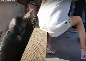 YouTube: Niña vivió el susto de su vida por la travesura de un lobo marino
