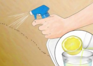 ¡Efectivo! Elimina las hormigas de tu hogar con limón