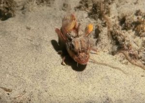 YouTube: Conoce al extraño pez que camina en el mar