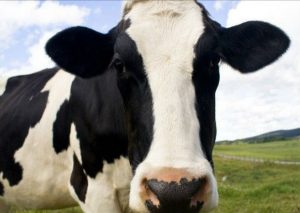 Viral: Esta vaca nació con rostro humano ¡Imágenes impactantes!