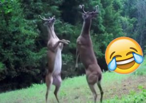 Facebook: Pareja de ciervos discute con peculiar estilo – VIDEO