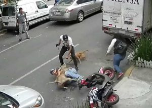 Hombre se enfrentó a pitbull para salvar a su perrito – VIDEO
