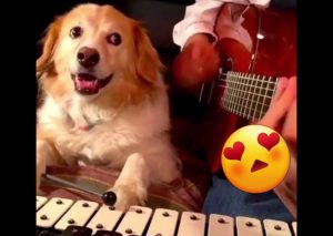Perro músico se vuelve famoso en redes sociales y así suenan sus canciones – VIDEO