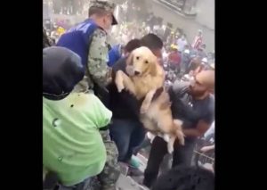 Rescate de perro entre los escombros alegró a mexicanos – VIDEO