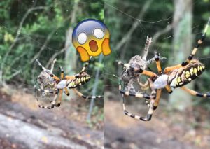Araña atrapó a una rana en cuestión de segundos y todos quedaron sorprendidos