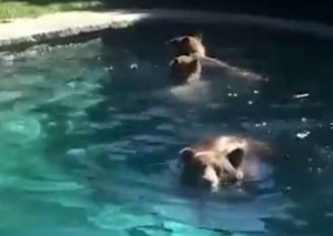 ¡Viral! Familia de osos invaden la piscina de una familia (VIDEO)