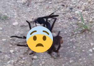La pelea entre una tarántula y una avispa se vuelve viral (VIDEO)