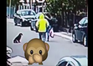 Viral: Mira cómo este perro evita un robo (VIDEO)