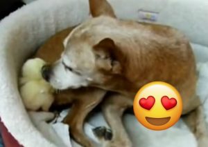 Viral: Mira cómo esta perrita cuida a un pollito  (VIDEO)