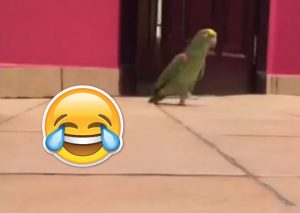 Viral: Escucha la risa ‘maligna’ de esta ave (VIDEO)