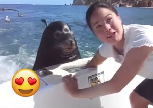 Un tierno lobo marino pidiendo comida a turistas se vuelve viral (VIDEO)