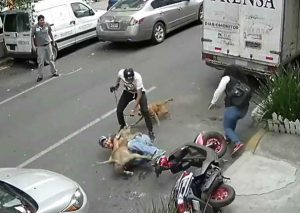 Hombre se enfrentó a pitbull para salvar a su perrito (VIDEO)