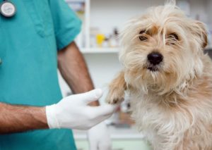 Municipalidad de Lima inauguró veterinaria con precios cómodos