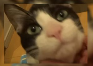 Youtube Viral: Gato encuentra a su dueño después de 3 días y su reacción enternece a todos