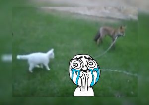 Youtube: Video de gato jugando con zorro se vuelve viral y divierte a usuarios (VIDEO)