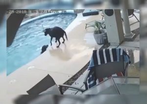 Youtube Viral: Perro salva a otro de terrible accidente en la piscina (VIDEO)