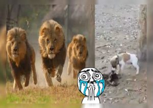 ‘Perrito’ intentó robarse la comida de 3 leones y lo que pasó sorprendió a todos (VIDEO)