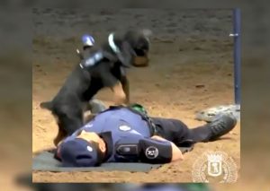 Viral: Perro le da primeros auxilios a policía y le ‘salva la vida’ (VIDEO)