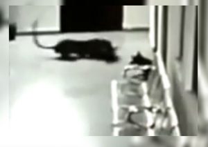 Facebook: Perra defiende a su cachorro de feroz leopardo y sucede lo inesperado (VIDEO)
