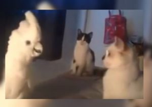Youtube Viral: Cacatúa que se cree gato causa sensación en Internet (VIDEO)