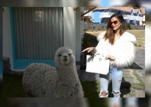 Laura Spoya sufre incidente tras intentar acariciar a una alpaca (VIDEO)