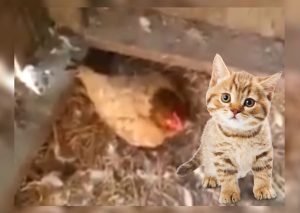 Youtube Viral: Gallina salva la vida de un gato a punto de morir de frío (VIDEO)