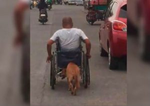 Facebook Viral: Perro que ayuda a su dueño en silla de ruedas conmueve al mundo (VIDEO)