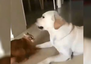 Instagram Viral: Perro enfurece con gatita pero ella lo calma de curiosa manera (VIDEO)