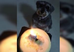 Facebook: Niña le canta ‘Feliz cumpleaños’ a su cachorro y se vuelve viral (VIDEO)