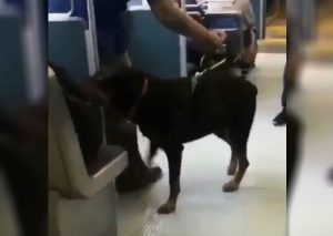 Graban a rottweiler que subió a bus y lo que sucedió impresionó a todos (VIDEO)