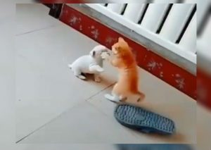 Instagram Viral: Pelea entre cachorro y gatito conmueve a todos (VIDEO)