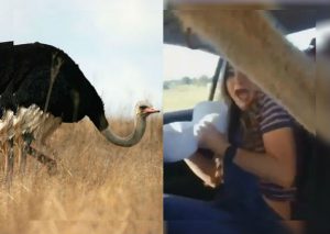 Instagram Viral: Pensaron que avestruz las atacaría pero sucedió esto (VIDEO)