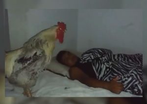 Facebook Viral: Gallo  despierta a su dueño al mismo estilo que una alarma (VIDEO)