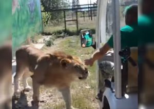 Facebook Viral: Querían pasear por la reserva pero gran león los sorprendió (VIDEO)